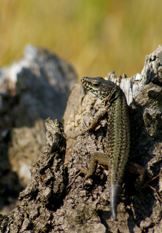 podarcis muralis